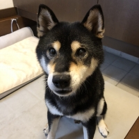 踏んばれない子のための滑らないシート（老犬用滑り止め）