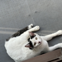 【成長後期の子猫用】 ロイヤルカナン キトン