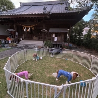 アレンジサークル・スチール（犬 サークル 広い）