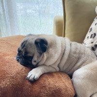 もちふわアニマルベッド