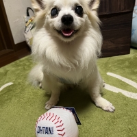 ＭＬＢ公認ドジャース　大谷ベースボールトイ