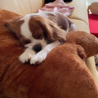 もちふわアニマルベッド