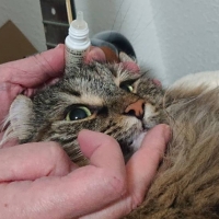 ナノウエルオーラルケア（愛猫用）