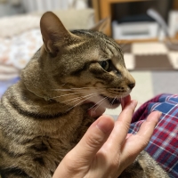 ナノウエルオーラルケア（愛猫用）