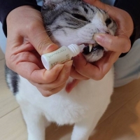 ナノウエルオーラルケア（愛猫用）