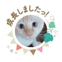 リリーズキッチン　ウェット　キャット