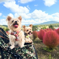 ナチュラルチョイス 全犬種 成犬用 フィッシュポテト(ナチュラルフード)