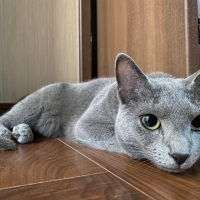 ナノウエルオーラルケア（愛猫用）