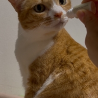 ナノウエルオーラルケア（愛猫用）