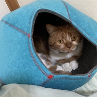 キャットケイブ