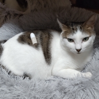 ナノウエルオーラルケア（愛猫用）