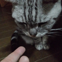 ナノウエルオーラルケア（愛猫用）