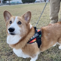 ユリウスＫ９　ＩＤＣパワーハーネス