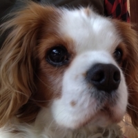 ロイヤルカナン キャバリア キングチャールズ 成犬・高齢犬用