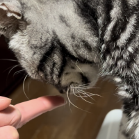 ナノウエルオーラルケア（愛猫用）