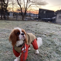 【ウォームハートカンパニー】ＪコートＢレインコート （超撥水犬用レインコート）