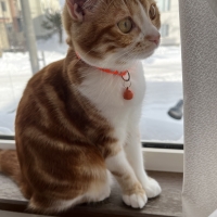 マジカルサンド （紙猫砂）