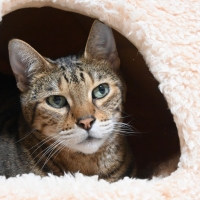 ★抗菌防臭ふんわりかまくらベッド