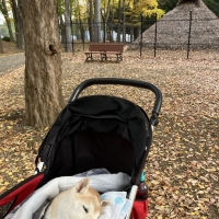 わんごはんのおとも　フリーズドライ