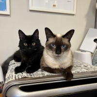 ナノウエルオーラルケア（愛猫用）