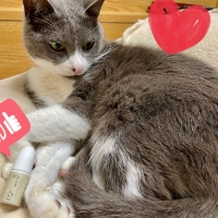 ナノウエルオーラルケア（愛猫用）