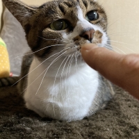 ｐＨバランス キャットウォーター