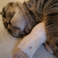 オーガニックコットン　キャット