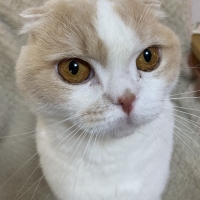 ナノウエルオーラルケア（愛猫用）