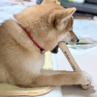 チュウ　ｆｏｒ ｍｏｒｅ Ｔｒｅｅｓ （犬用かじり木おもちゃ）