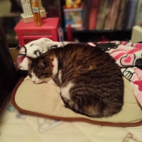 リバーシブルぬくぬくマット