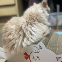 ごろん猫の爪とぎ　猫柄 （大型猫 段ボール製）