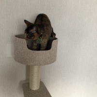 のぼりやすいらせんステップタワー（高さ119cm 据え置き型 シニア猫 子猫）