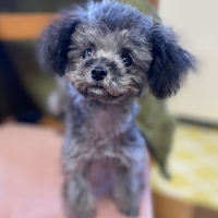 【室内で生活する小型犬の子犬用】ロイヤルカナンミニインドアパピードライ＆ウェット