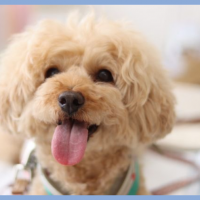 ランドリーきらら（ペット専用洗濯洗剤 犬 猫）