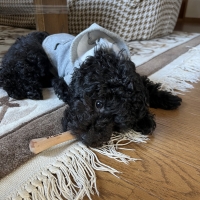 チュウ　ｆｏｒ ｍｏｒｅ Ｔｒｅｅｓ （犬用かじり木おもちゃ）