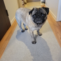 ピタッと吸着タイルマット　超ロングサイズ（60×240cm,60×600cm,60×800cm)