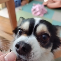 京都産 鹿肉ジャーキー(PEPPY LIFE 犬おやつシリーズ)