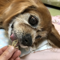 静岡産 しらすせんべい(PEPPY LIFE 犬おやつシリーズ)