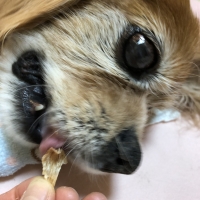 広島産 若鶏ささみジャーキー(PEPPY LIFE 犬おやつシリーズ)