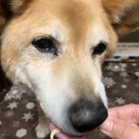 静岡産 しらすせんべい(PEPPY LIFE 犬おやつシリーズ)