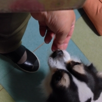 静岡産 しらすせんべい(PEPPY LIFE 犬おやつシリーズ)