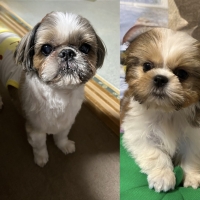 京都産 鹿肉ジャーキー(PEPPY LIFE 犬おやつシリーズ)