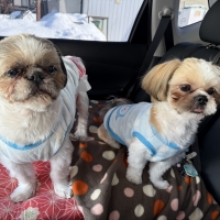 静岡産 しらすせんべい(PEPPY LIFE 犬おやつシリーズ)