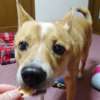 広島産若鶏ささみジャーキー (素材のまんま犬おやつシリーズ) 旧：PEPPYLIFEおやつ