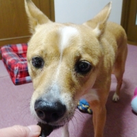 京都産鹿肉ジャーキー (素材のまんまおやつ犬シリーズ) 旧：PEPPYLIFEおやつ