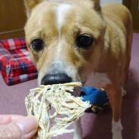 静岡産しらすせんべい (素材のまんまおやつ犬シリーズ) 旧：PEPPYLIFEおやつ