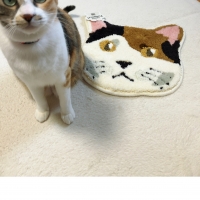 ネコカオチェアマット