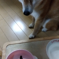 京都産 鹿肉ジャーキー(PEPPY LIFE 犬おやつシリーズ)