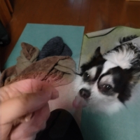 広島産 若鶏ささみジャーキー(PEPPY LIFE 犬おやつシリーズ)