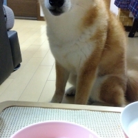 広島産 若鶏ささみジャーキー(PEPPY LIFE 犬おやつシリーズ)